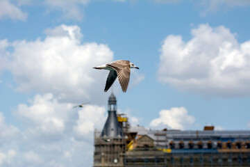 Seagull flock on blue sky background.