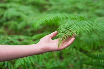 Female hand, with long graceful fingers gently touches the plant, leaves of fern. Close-up shot of unrecognizable person. High quality image.