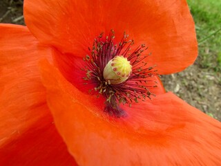 poppy flower macro