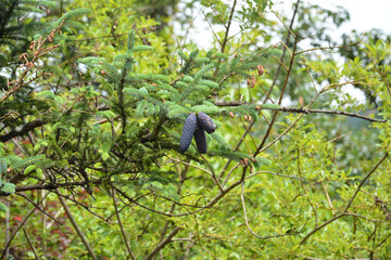 dark blue pine cones hang on the tree