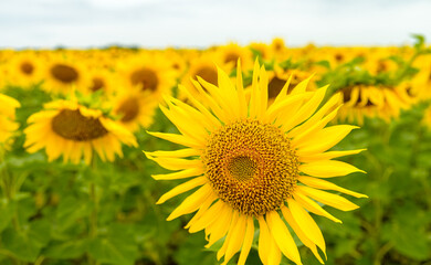 Fototapeta premium Sunflower field with cloudy blue sky