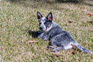 Naklejka na ściany i meble Portrait of a Three Month Old Australia Cattle Dog Blue Heeler Puppy Looking at the Camera
