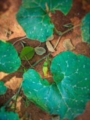 A pumpkin in the plantation