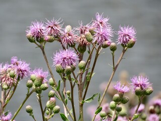 purple thistle flowers