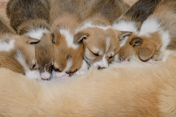 Close-up of newborn puppies sucking milk from their mom, welsh corgi pembroke