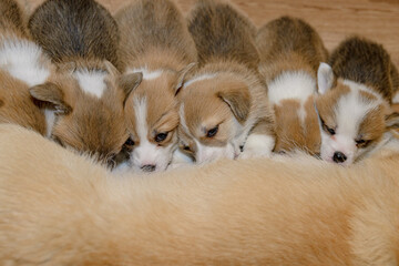 Obraz premium Close-up of newborn puppies sucking milk from their mom, welsh corgi pembroke