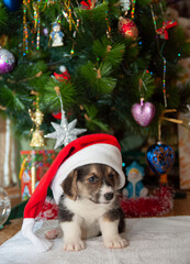 Funny puppy in a Christmas cap under the Christmas tree, a gift for the new year, Christmas. Welsh Corgi Pembroke.