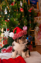 Fototapeta na wymiar Funny puppy in a Christmas cap under the Christmas tree, a gift for the new year, Christmas. Welsh Corgi Pembroke.