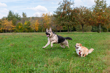 Naklejka na ściany i meble A welsh corgi pembroke puppy and a German shepherd play on the meadow in the summer, on a sunny day.