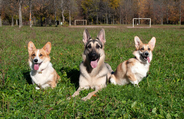 Three dogs, one large and two small, lie on the green grass, a shepherd dog and a welsh corgi pembroke.