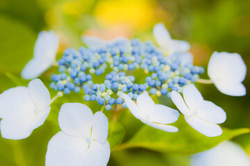 ハイキーに写した水色の紫陽花	