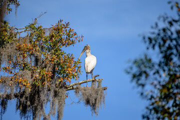 Large Bald Ungainly Looking White Wood Stork Mycteria americana Sitting in a Tree Branch with Spanish Moss
