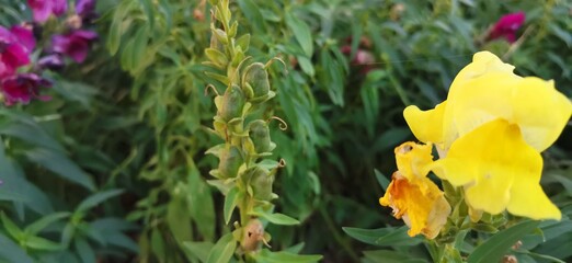 yellow flowers in the forest