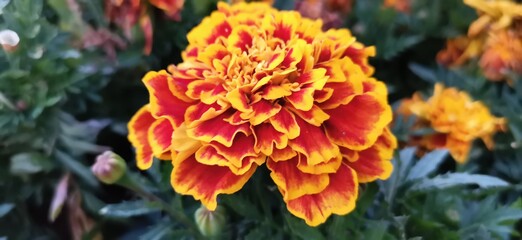 yellow flowers in the forest