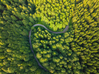 Mountain road on the forest
