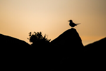 Tern Silhouetted Against a Maine Lake Background
