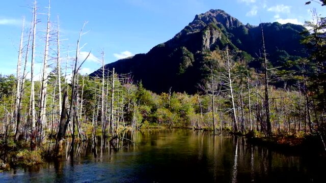 上高地の秋立ち枯れの木と紅葉の岳沢湿原と六百山