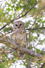 Barred Owl Perched in a Green Tree