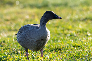 A wild pink footed goose stands in a field of grass with the sun shining on its body. The goose has a brown feathered chest and black and white feathers on its tail, and a pink ring around its beak.