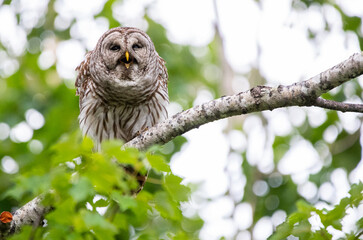 Barred Owl Perched in a Green Tree