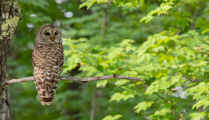 Barred Owl Perched in a Tree