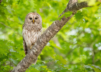 Barred Owl Perched in a Tree