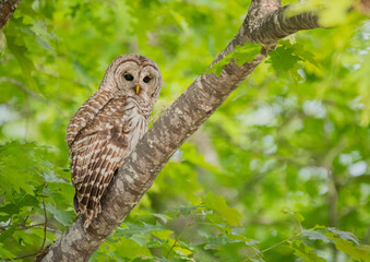 Barred Owl Perched in a Tree