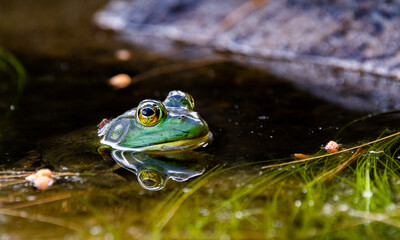 Green Frog in a Mountain Lake