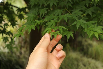 Woman's hand touching maple leaves
