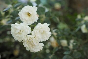Four White Rose