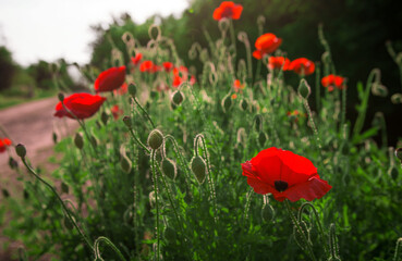 Obraz premium wild pink flowers poppies in the field at sunset