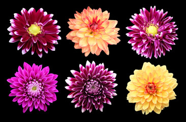Set of dahlia flowers
