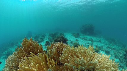 Naklejka na ściany i meble Underwater fish garden reef. Reef coral scene. Seascape under water. Panglao, Bohol, Philippines.