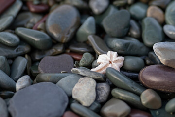 A small white star fish laying on a beach with small beach rocks. The rocks are wet and shiny from the waves of the beach.  The small marine animal has a pink shade to its skin. 