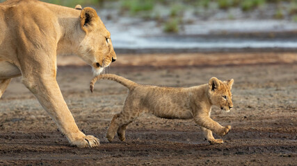 Mother and baby lion walking on muddy edge of water in Ndutu Tanzania