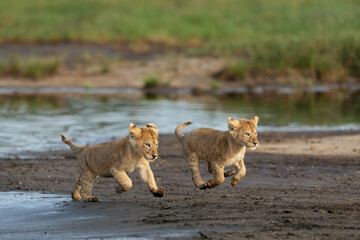 Two small lion cubs running in Ndutu Tanzania