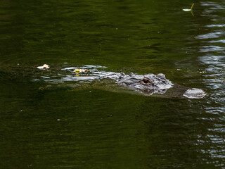 alligator swimming in the water