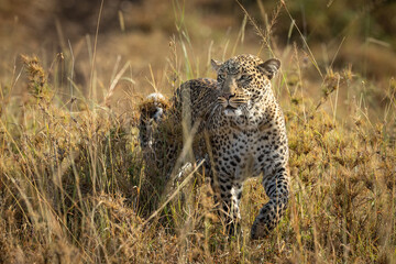 Fototapeta na wymiar Leopard standing in the bush in Masai Mara Kenya