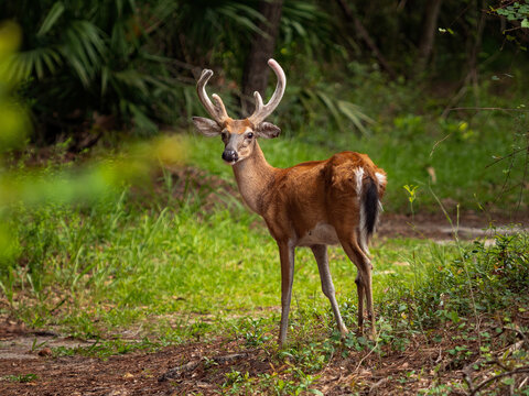 black-tailed deer in the woods