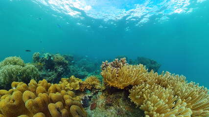 Naklejka na ściany i meble Underwater Scene Coral Reef. Underwater sea fish. Tropical reef marine. Colourful underwater seascape. Panglao, Bohol, Philippines.