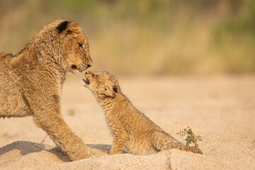 Young lion and small lion cub interacting in sandy riverbed in Kruger Park South Africa