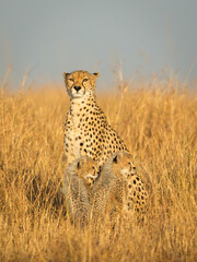 Mother and cheetah cubs in warm golden light in Masai Mara Kenya