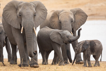  Elephant family at edge of water in Kruger Park South Africa