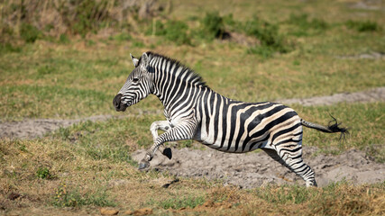 Fototapeta na wymiar Adult female zebra galloping in Moremi Okavango Delta in Botswana
