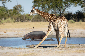 Naklejka na ściany i meble Giraffe drinking water with two hippos sitting in the dam in the background in Moremi Okavango Delta Botswana