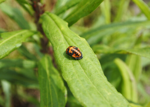 Pupa of seven spotted ladybug is on a green leaf of horseweed. 