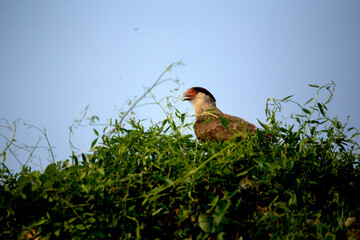 Carancho Pajaro carroñero