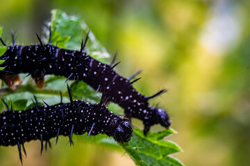 vertical capture of two Peacock Butterfly Catterpillars eating nettle leaf from both sides, black and white spotted thorny catterpillars closeup