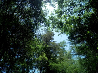 Trees with leafs in the forest