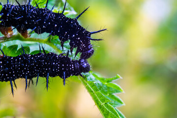 vertical capture of two Peacock Butterfly Catterpillars eating nettle leaf from both sides, black and white spotted thorny catterpillars closeup